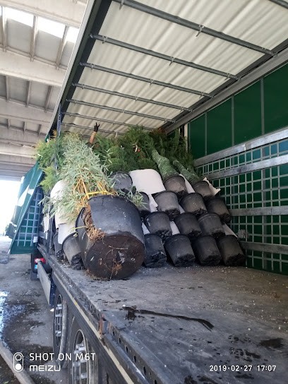 Peverini Severino, Fiorista a Pistoia