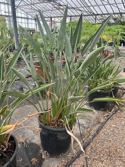 Vivaio La Strelitzia Pula, Fiorista a Pula