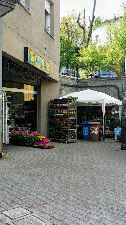 Piante E Fiori, Fiorista a Ponte