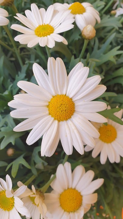 F.E Fiori Sas Di Sciarrini Carla, Fiorista a Tarano