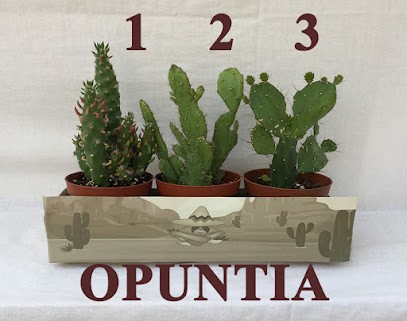 Florservice Marconi Renzo, Fiorista a Verbania