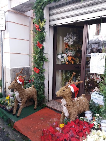 L'Orchidea di Libonati Antonio, Fiorista a Rotonda