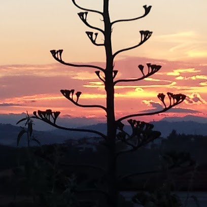 Cactus By Kappa Piante Grasse, Fiorista a Collecorvino