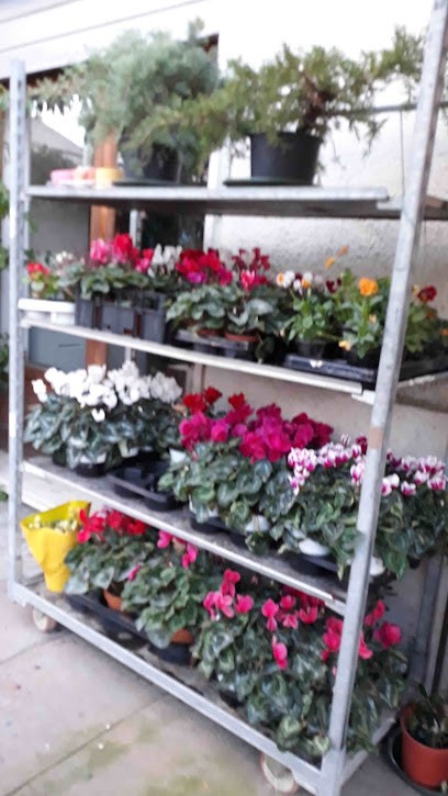 Il bouquet, Fiorista a Spigno Saturnia