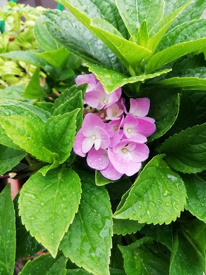 L'Arcobaleno Di Moneta Daniela, Fiorista a Castel Viscardo