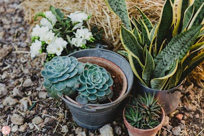 Frascati fiori, Fiorista a Casteldaccia