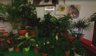 Piante E Fiori Capodimonte, Fiorista a Capodimonte