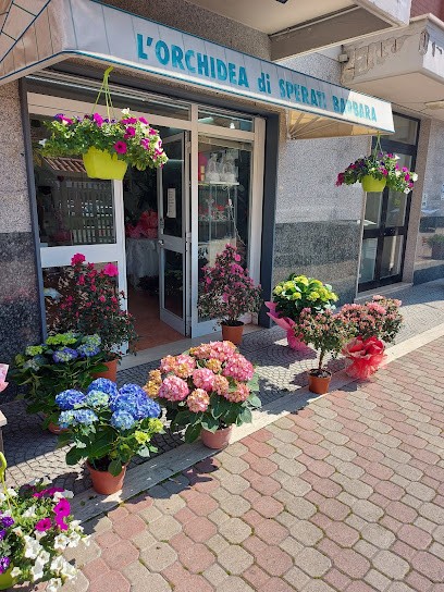 Barbara Fiori Tor Vergata, Fiorista a Roma