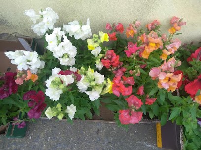 Nives Fiori & Piante Di Nicoletta Collu, Fiorista a Villaperuccio