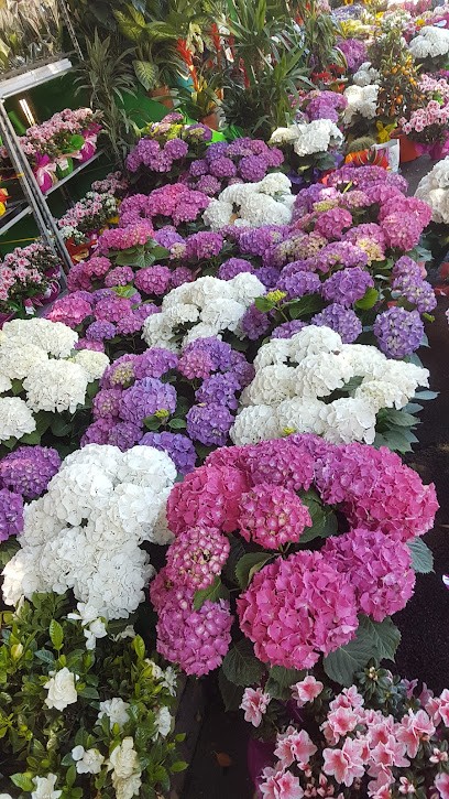 Ferrante Salvatore, Fiorista a Palermo