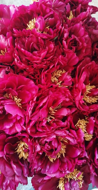 Per Dirti....Non Solo Piante, Fiorista a Mascali