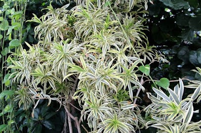 Euroflora Sas Di Ciccarella G.R., Fiorista a Roma