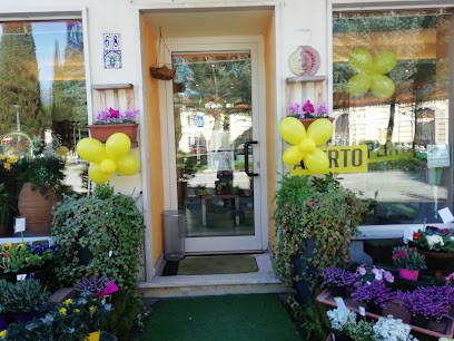 Fioreria Santa Croce, Fiorista a Schio