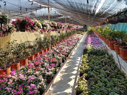 Iapello Concetta Vivai Piante, Fiorista a Borgia