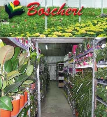 Matteo Boscheri Ingrosso, Fiorista a Sutri