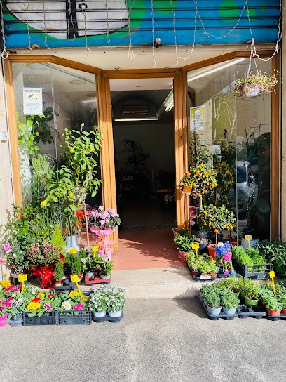 Pianta E Fiori, Fiorista a Roma