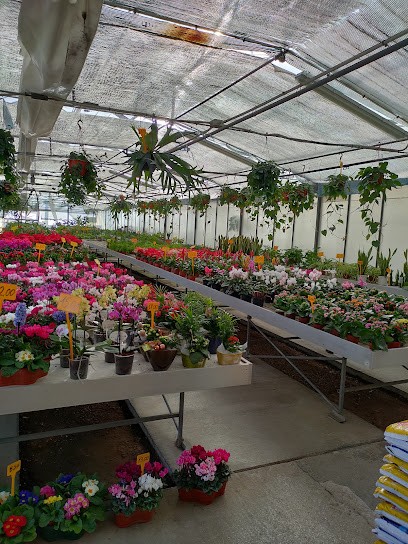 Floricoltura Biricotti, Fiorista a Livorno