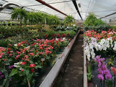 Manila Garden Di Yadao Arnel, Fiorista a Pieve a Nievole