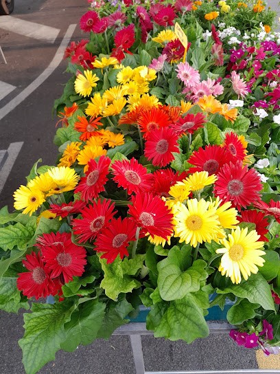 Fiori e Piante di Walter Langiu, Fiorista a Orosei