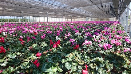 CAMOLESE FLORICOLTURA,PRODUZIONE PIANTE ORNAMENTALI,ORTO, FIORI,COMPOSIZIONI FLOREALI, Fiorista a Roncade