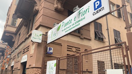 Vita Piante E Fiori, Fiorista a Genova