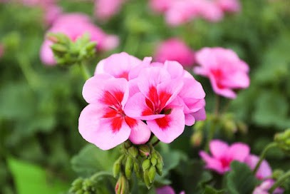 Azienda Agricola Solaro Piante Societa' Semplice Agraria, Fiorista a Sanremo