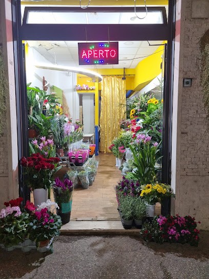 Il Re Dei Fiori, Fiorista a Roma