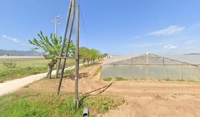 Coop. Colonia Floricola, Fiorista a San Felice Circeo