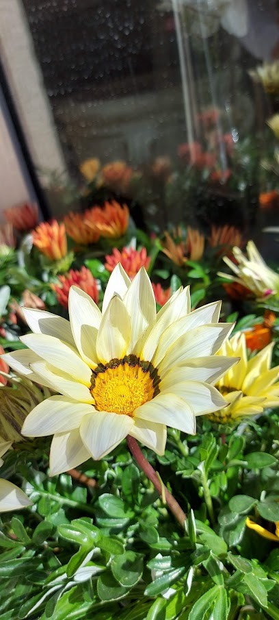 Fioreria Blumen Capitano, Fiorista a Racalmuto