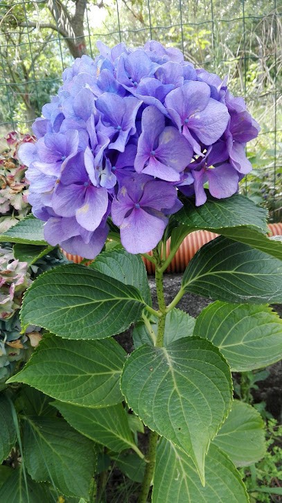 Il Salice Di De Simone Gina, Fiorista a Montella