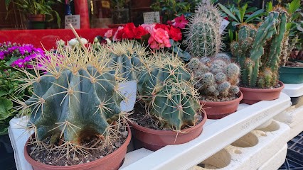 Fiorista Casa del Fiore, Fiorista a Spotorno