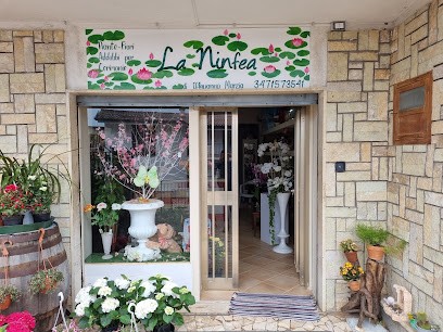 La Ninfea, Fiorista a Villa Santa Lucia