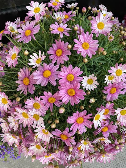 Casa Del Fiore Di Bignami Elena, Fiorista a Vignola