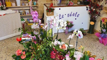 Le Viole, Fiorista a Spadola