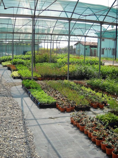 Azienda Agricola Vivai Piante Zanelli Mauro, Fiorista a Montichiari