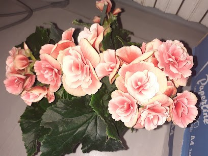 La Gardenia, Fiorista a Scampitella