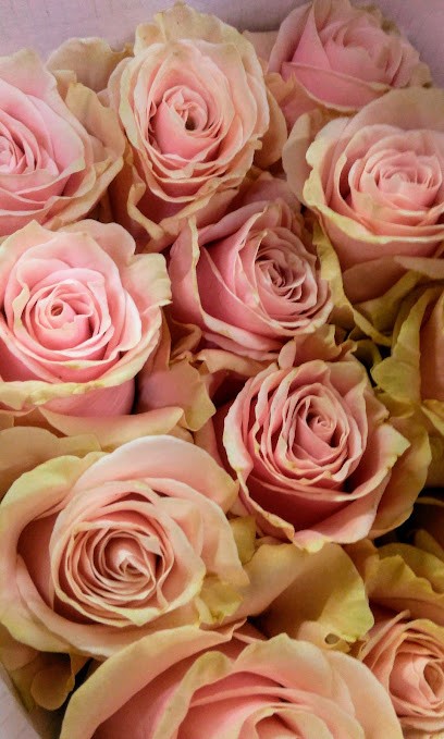 Centro fiori srl, Fiorista a Pozzo d'Adda