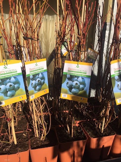 Ortofloricoltura Molteni Emilio E Pierluigi S.S., Fiorista a Cermenate