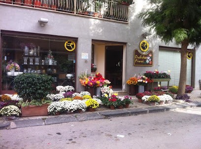 Orchidea Fiori Di Triolo Boris, Fiorista a Ribera