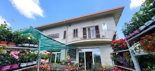 La Ginestra - Un Fiore Un'Emozione - Ginestra Ciro, Fiorista a Lioni