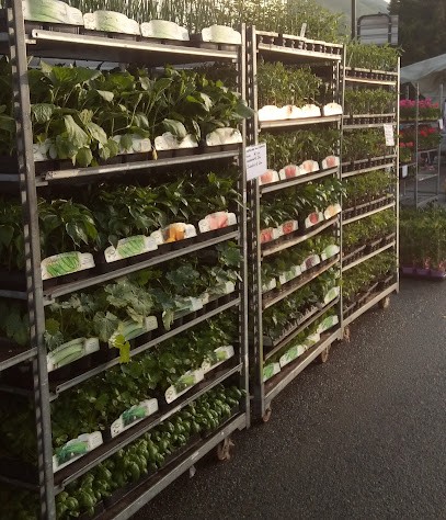 Floricoltura Ottaviano vendita piante e fiori al dettaglio, Fiorista a Binago