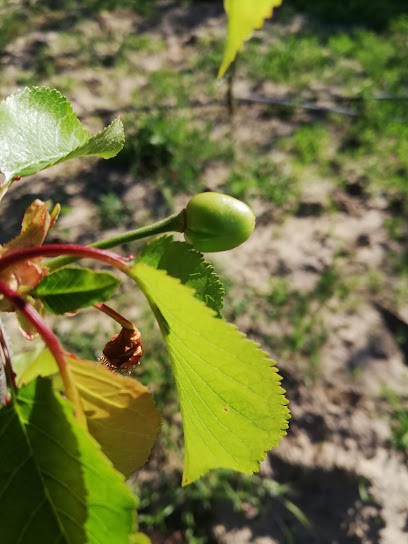 Punto Natura Di Ligia Mario Sergio, Fiorista a Marrubiu