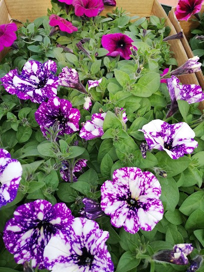 Flora Garden, Fiorista a Fontaniva