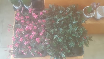 Orchidea in fiore, Fiorista a Alatri