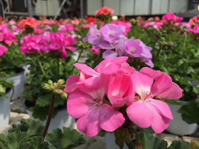 Floricoltura Scaravetti Stefano, Fiorista a Pavia di Udine