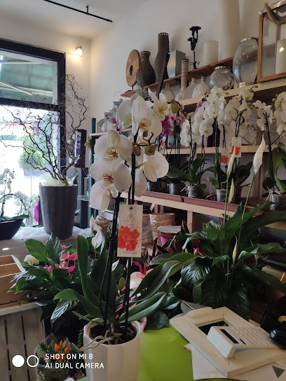 Mondo In Fiore Di Negri Maria Cristina, Fiorista a Rodigo