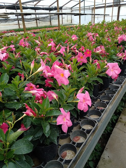 Campolongo Daniele E C., Fiorista a Casaleone