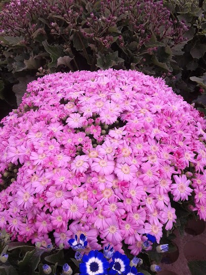 Elisabetta Garau, Fiorista a Terralba