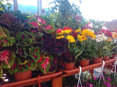 Fioraio Il Giardino Dei Fiori Di Rifici Eleonora, Fiorista a Sant'Angelo di Brolo