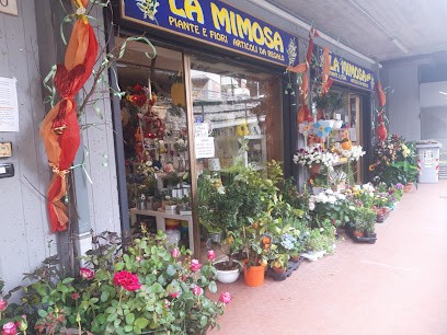 La Mimosa Piante E Fiori - Articoli Da Regalo, Fiorista a Perugia